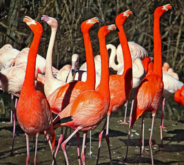 Group of red flamingos standing alert with pink flamingos on the background