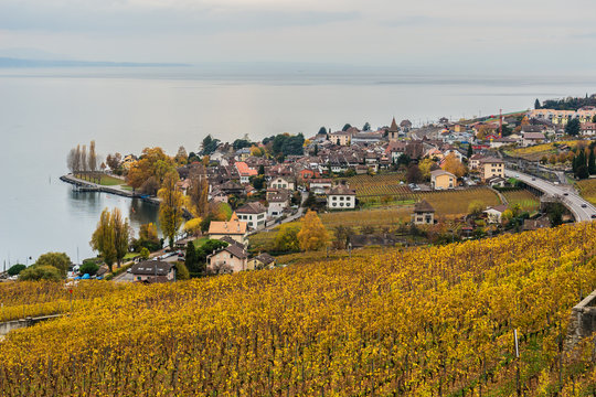 Lavaux vineyard terraces, UNESCO World Heritage near Lake Geneva, around Lausanne, Canton of Vaud. Switzerland.