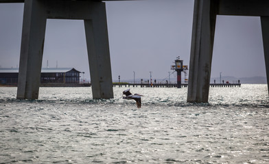 Pelican flying low above water toward a bridge on Phillip Island