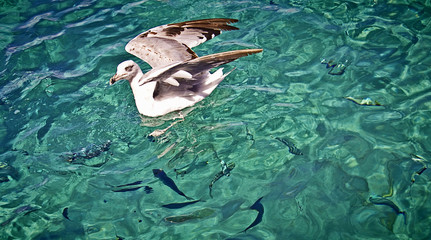 Seagull floating on turquoise waters with fish silhouettes under the sea surface