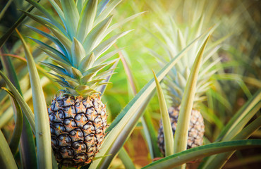 Pineapple tropical fruit growing in garden. space for texture - obrazy, fototapety, plakaty