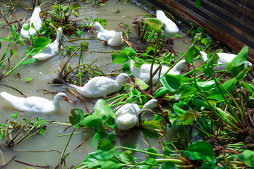 The ducks are eating water hyacinth in the pond.
