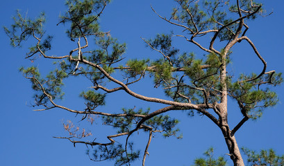 outdoor, tree, foliage, green, white, day, sunny, summer, sun, season, forest, color, beauty, beautiful, background, branch, nature, palm, landscape 