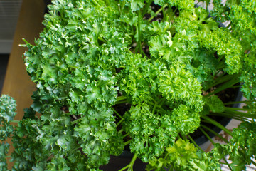 うどんこ病のパセリ