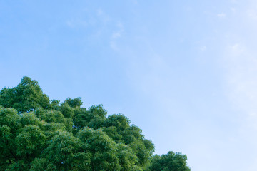 Obraz premium 空と木