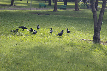 カラス　タイ　バンコク　ルンピニ公園