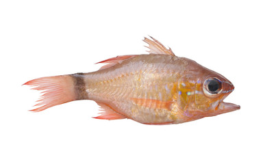 Ringtailed cardinalfish isolated on white, Apogon aureus