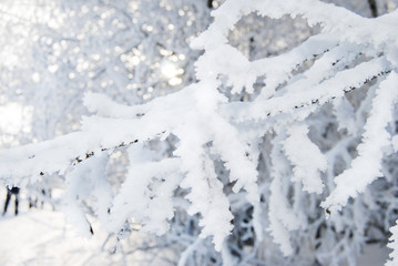 Fototapeta na wymiar Ast bedeckt mit Schnee, Winter im Sauerland