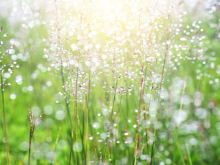 grass meadow with water drops after raining