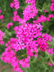 ムシトリナデシコ