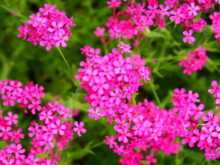 初夏の花壇に咲くムシトリナデシコ