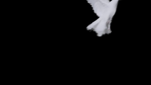 Flying dove in slow motion on Alpha Channel