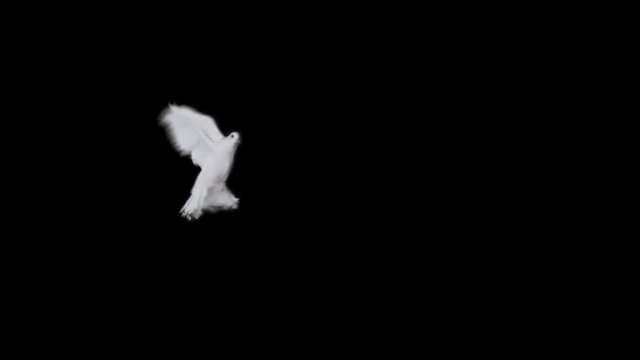 Flying dove in slow motion on Alpha Channel