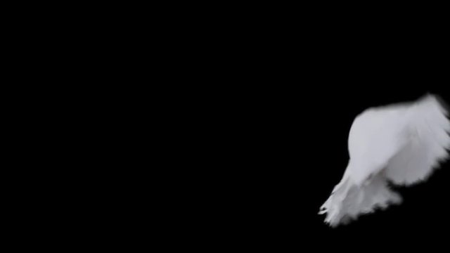 Flying dove in slow motion on Alpha Channel