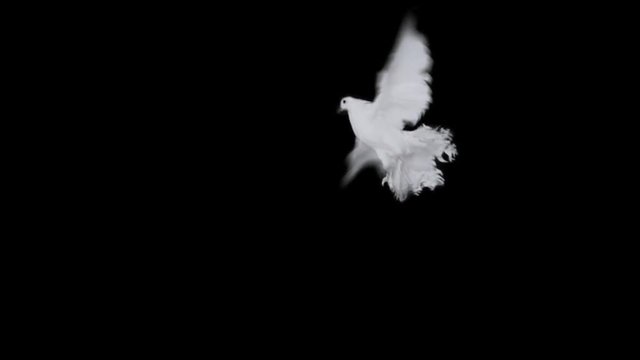 Flying dove in slow motion on Alpha Channel