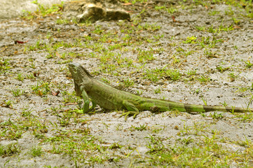 Green Iguana