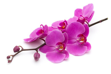 Pink orchid on the white background. - obrazy, fototapety, plakaty