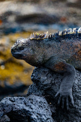 Galapagos Marine Iguana