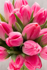 Fototapeta premium More tulip on the grey background.