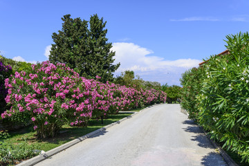 Fototapeta na wymiar Street with oleander flowers On the island of Corfu, Greece