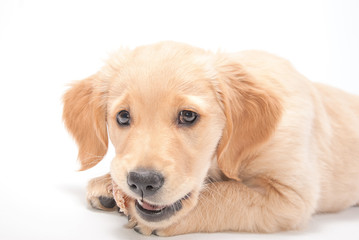Hund, Golden Retriever Welpe frisst Knochen