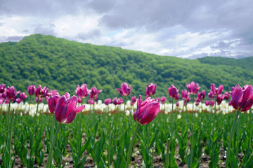 violet tulips in the fields