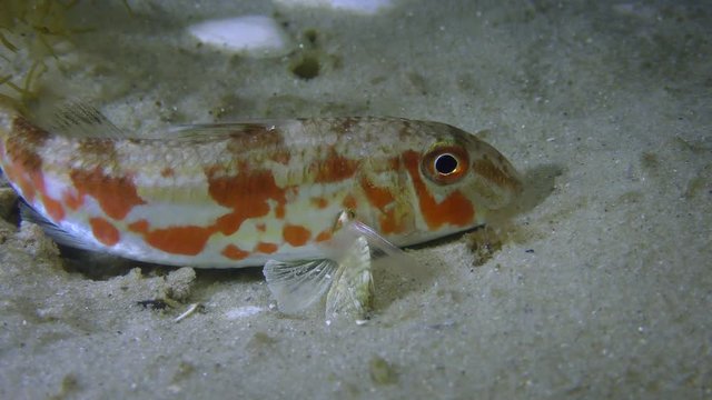 Fish Red mullet (Mullus barbatus) on a sandy bottom, medium shot.
