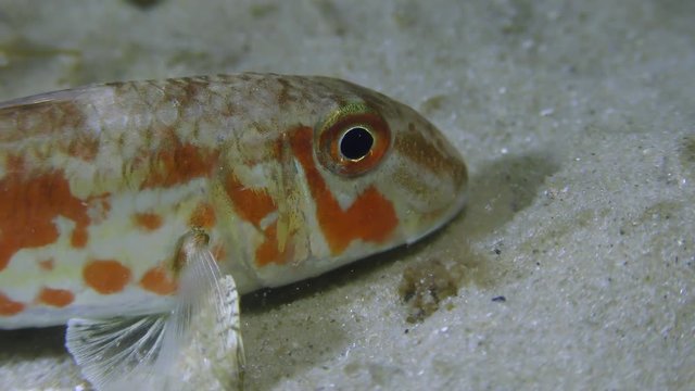 Fish Red mullet (Mullus barbatus) on a sandy bottom, close-up.
