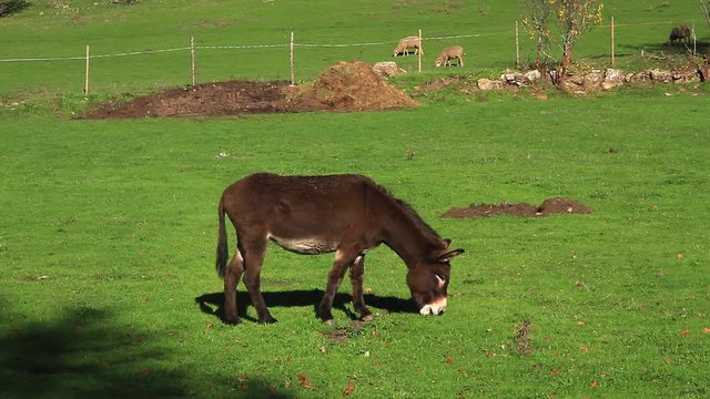 Burro Pastando en un Prado Verde con Ovejas