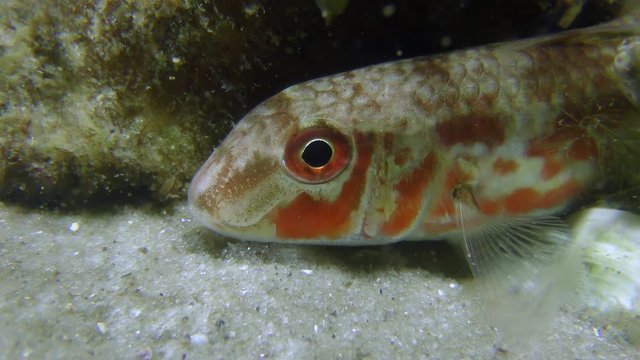 Fish Red mullet (Mullus barbatus) on a sandy bottom, medium shot.
