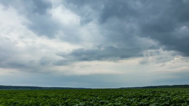 Big black storm clouds approaching. Time-lapse 4k. Sunflowers field. Evening. Sunset.