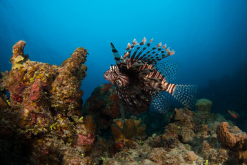 The red lionfish is an invasive species in the Caribbean. The pretty creature that arrived through the aquarium trade is a stress to the ecosystem in its new habitat and is damaging the environment.