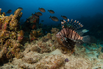 Fototapeta na wymiar The red lionfish is an invasive species in the Caribbean. The pretty creature that arrived through the aquarium trade is a stress to the ecosystem in its new habitat and is damaging the environment.