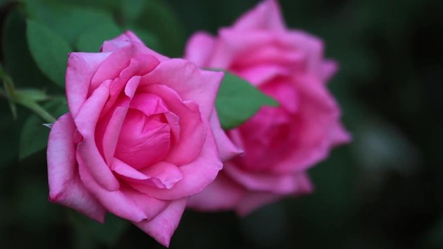 Dos Rosas en el Rosal