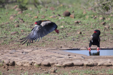 Mature Bateleur take off from a waterhole after drinking