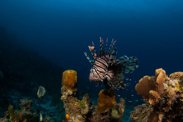 The red lionfish is an invasive species in the Caribbean. The pretty creature that arrived through the aquarium trade is a stress to the ecosystem in its new habitat and is damaging the environment.
