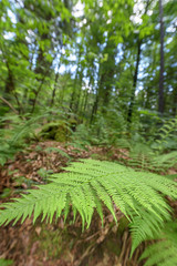 Farnblatt im Wald