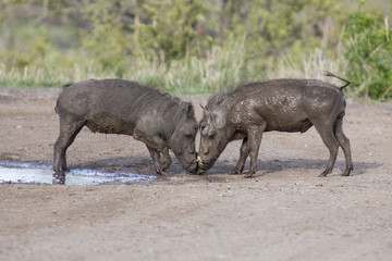 Two young warthogs fight at small pond in a road