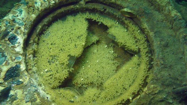 Reproduction of fish goby (Gobius sp.): Caviar on the broken porthole of the sunken ship, wide shot.
