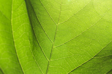 Naklejka na ściany i meble Abstract texture of the leaves.Created by natural.