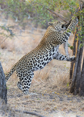 Strong and hungry leopard catch a rock python