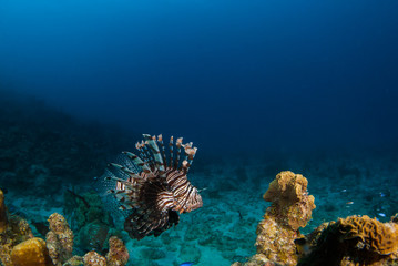 Naklejka na ściany i meble The red lionfish is an invasive species in the Caribbean. The pretty creature that arrived through the aquarium trade is a stress to the ecosystem in its new habitat and is damaging the environment.
