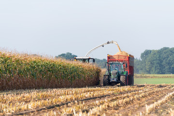 harvesting corn in the netherlands