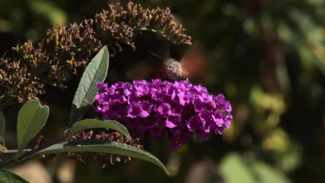 Mariposa Esfinge colibr&iacute; (Macroglossum stellatarum) volando y chupando con su larga lengua nectar de  una flor del arbusto  Buddleja davidii de color  purpura