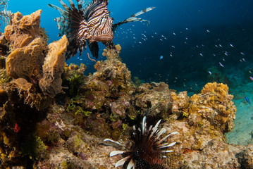 The red lionfish is an invasive species in the Caribbean. The pretty creature that arrived through the aquarium trade is a stress to the ecosystem in its new habitat and is damaging the environment.