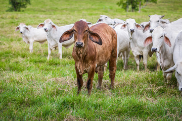 Brown cow in front of white cows in far north Queensland Australia