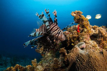 Fototapeta na wymiar The red lionfish is an invasive species in the Caribbean. The pretty creature that arrived through the aquarium trade is a stress to the ecosystem in its new habitat and is damaging the environment.