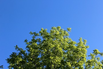 The green leaves on the treetops with the blue sky background.