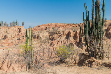 Cacti, plants and orange rock formations in Tatacoa desert, Colombia
