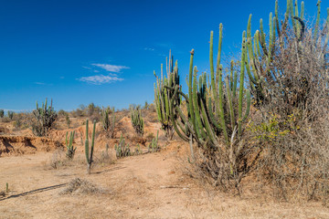 Cacti, plants and orange rock formations in Tatacoa desert, Colombia